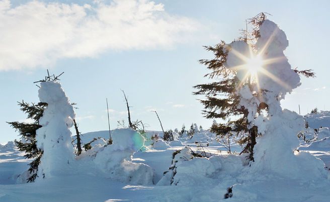 W Karkonoszach odkryto nowy gatunek grzyba