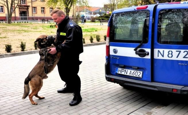 Policyjny pies uratował zaginionego Pomorzanina. ''Nie potrafił trafić do domu''
