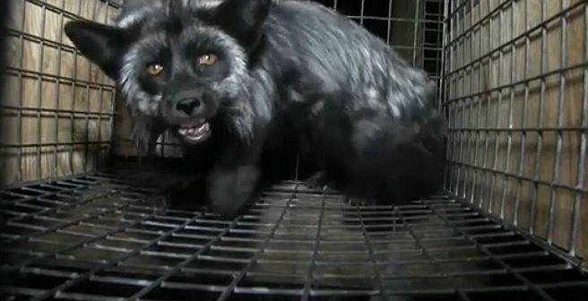 Drastyczny film - w ten sposób przetrzymują lisy na wielkopolskich fermach