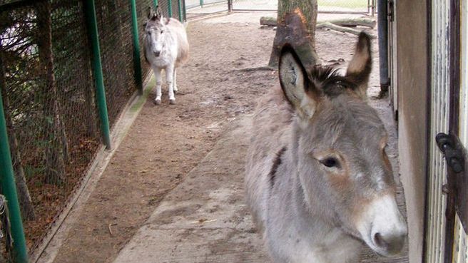 Osiołki z poznańskiego zoo