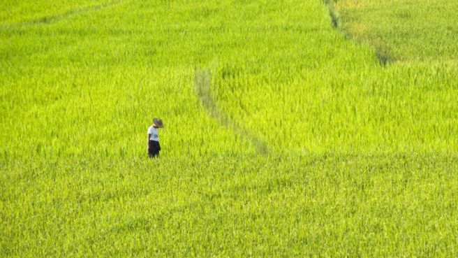 Pol uprawne w Birmie