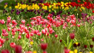 Kwiaty znów zakwitły na ul. Dworcowej. To już nie tylko tulipany