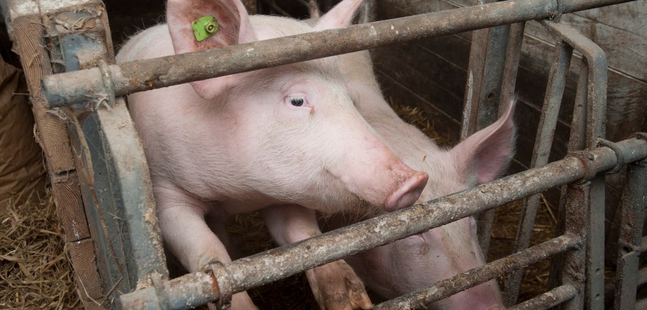 Ceny żywca wieprzowego 2025: rynek pękł szybciej, niż oczekiwano