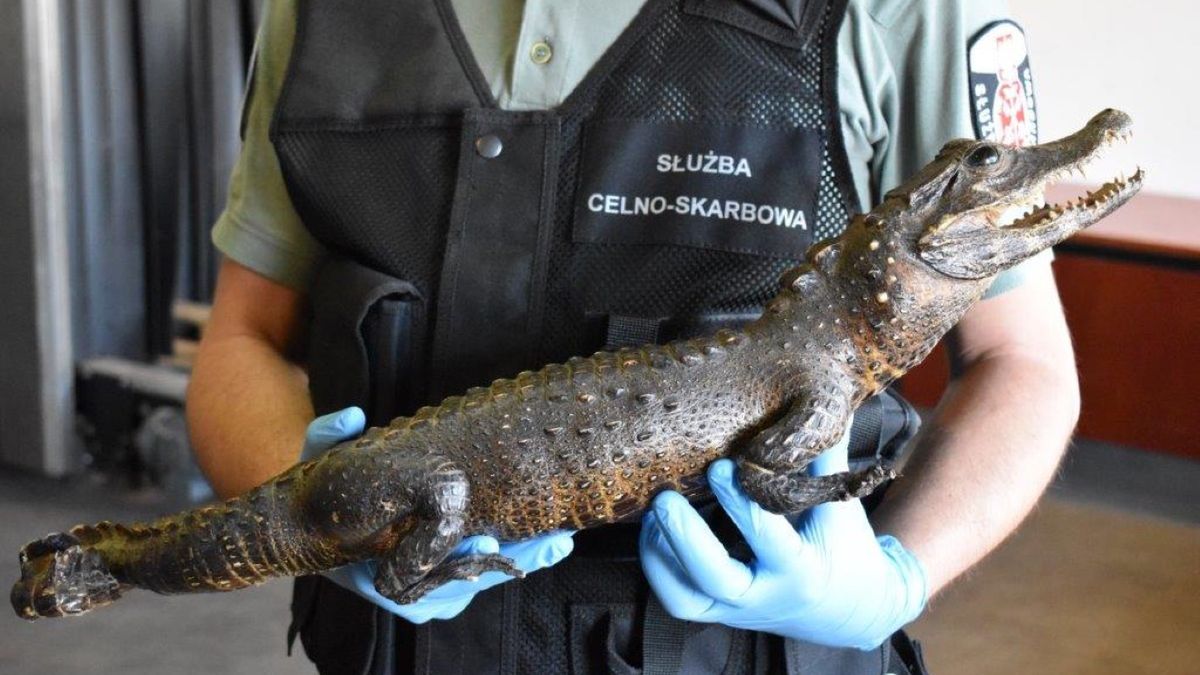 Funkcjonariusze Krajowej Administracji Skarbowej udaremnili kolejny przemyt. Tym razem przez granicę polsko-ukraińską miał przejechać spreparowany krokodyl