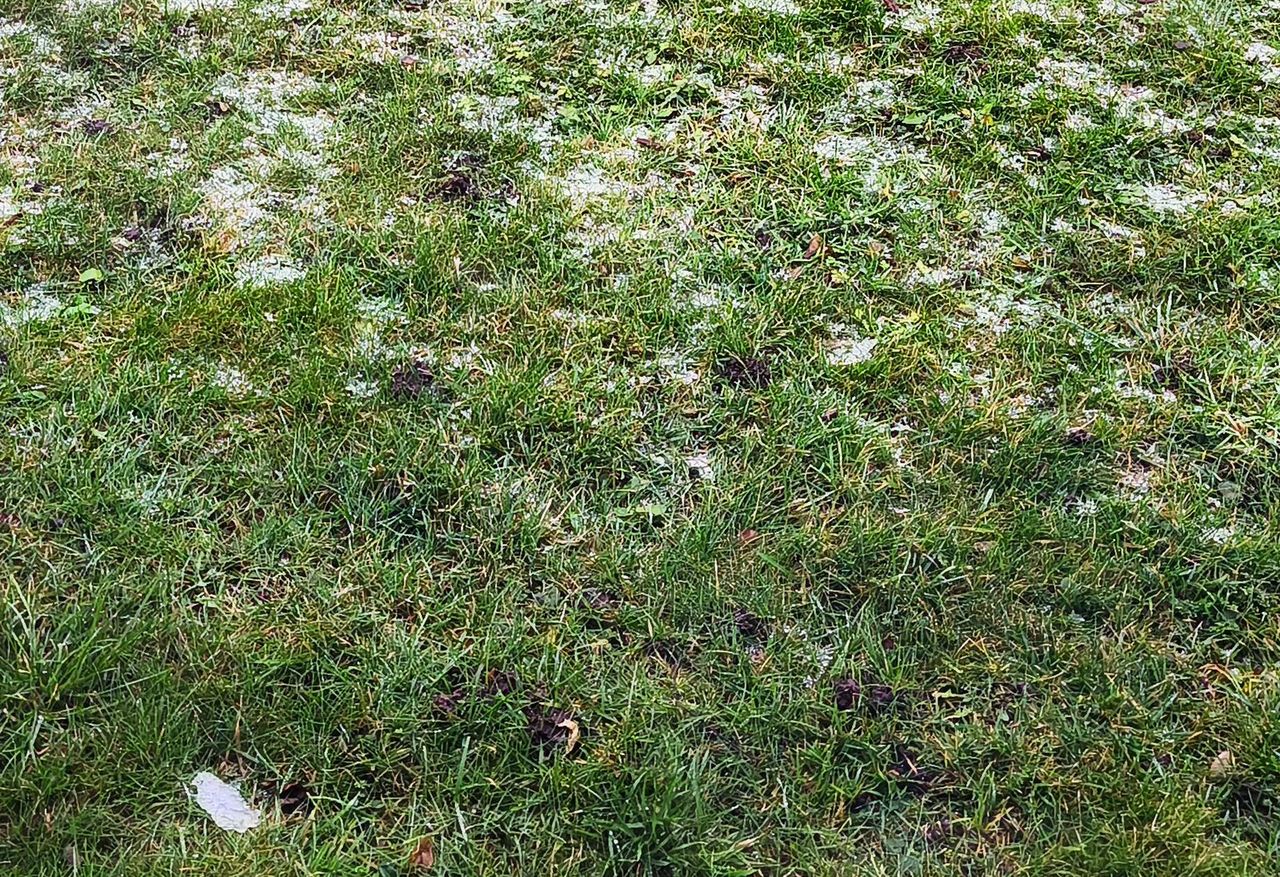 Rozsyp, gdy tylko zniknie śnieg. Trawnik w mig się zazieleni