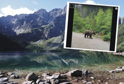 Niedźwiedź w Dolinie Kościelskiej. Niecodzienne spotkanie w Tatrach