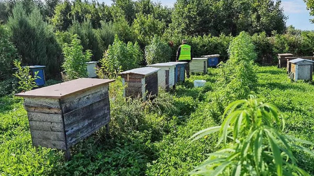 Pszczelarz zasiał marihuanę w pasiece