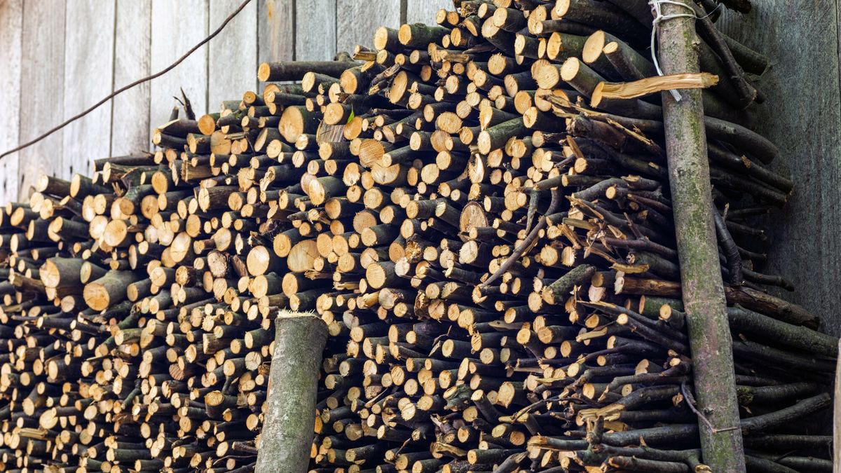 Chrust można zbierać legalnie tylko za pozwoleniem nadleśnictwa