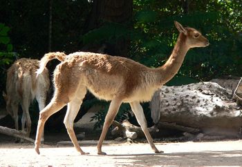 Warszawa: Mała i bezimienna. Zoo ogłasza konkurs na imię dla malucha