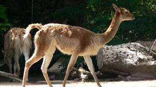 Warszawa: Mała i bezimienna. Zoo ogłasza konkurs na imię dla malucha