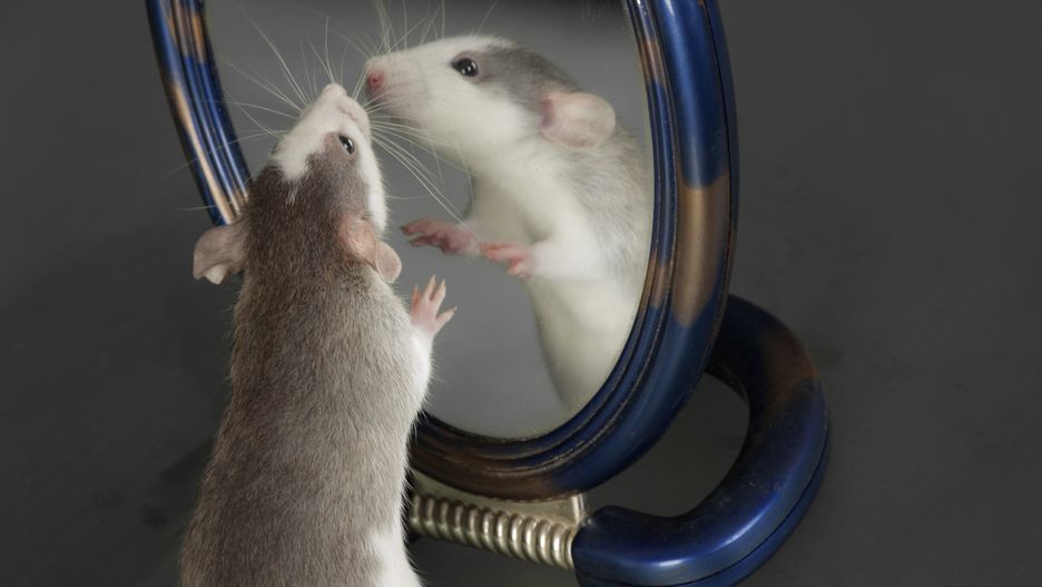 Mysz w lustrze