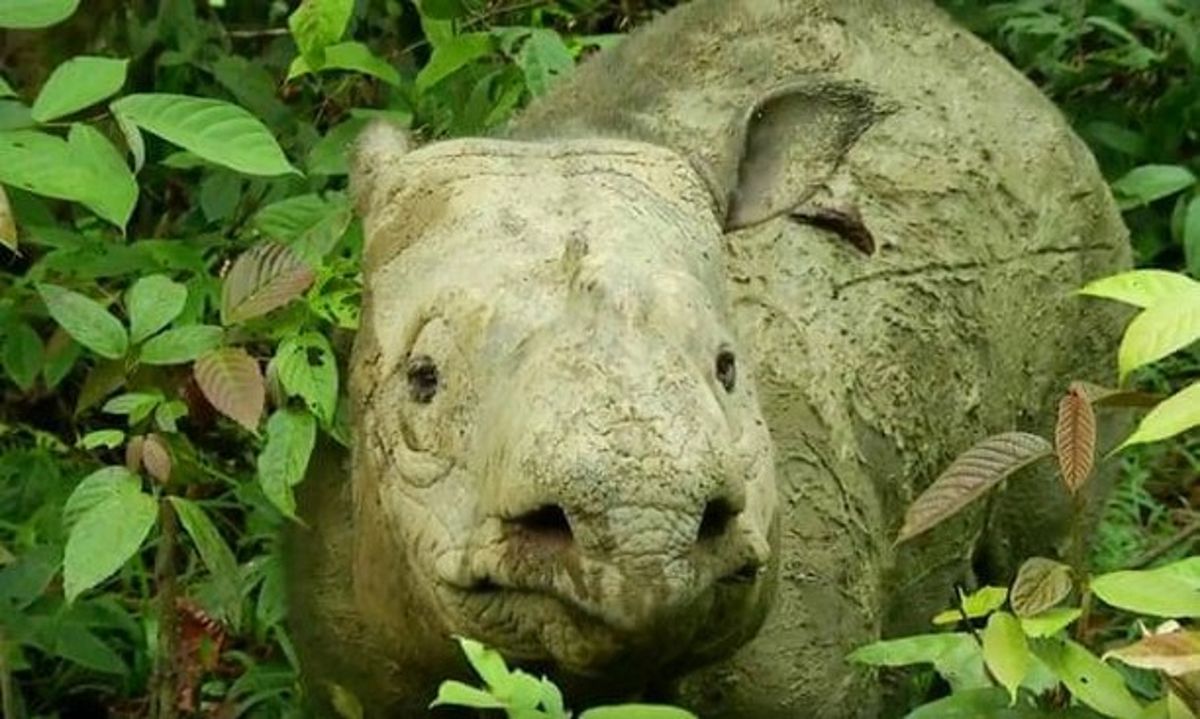 Ostatni nosorożec w Malezji. Samica zmarła po latach walki z nowotworem