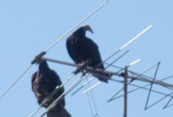 Karnowski zafunduje kablówkę emerytom? Przestępcy wymyślili nowy sposób oszukiwania