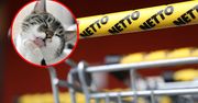 Światowy Dzień Kota z Netto. Karmy nawet 44 procent taniej, ale tylko do 14 lutego