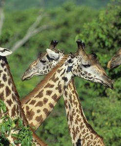 Alarm: żyrafy mogą wyginąć