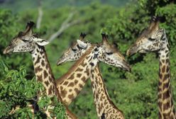 Alarm: żyrafy mogą wyginąć