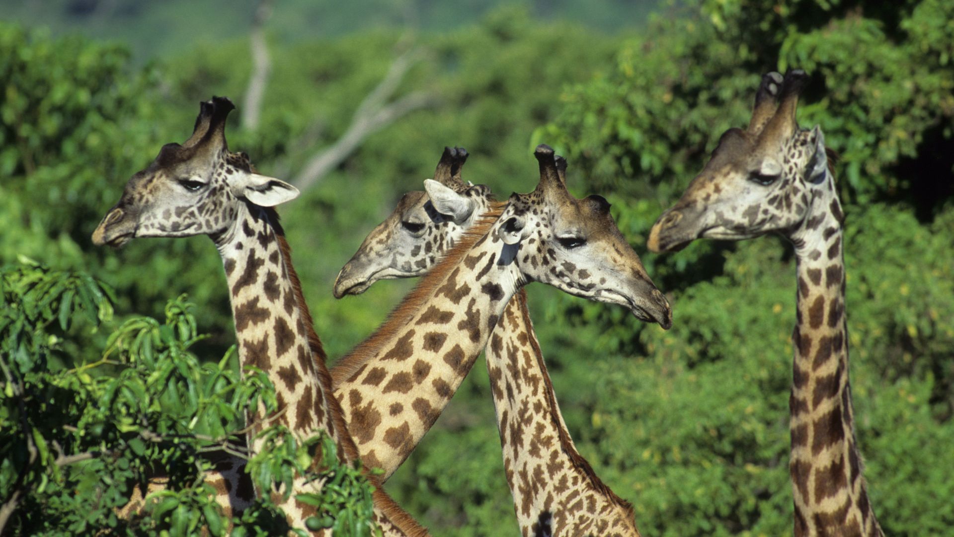 Stado żyraf w Tanzanii / fot. Wolfgang Kaehler