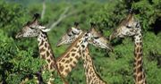 Alarm: żyrafy mogą wyginąć