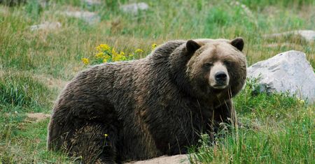 Odstrzelili niedźwiedzia. Szokująca pomyłka w Norwegii