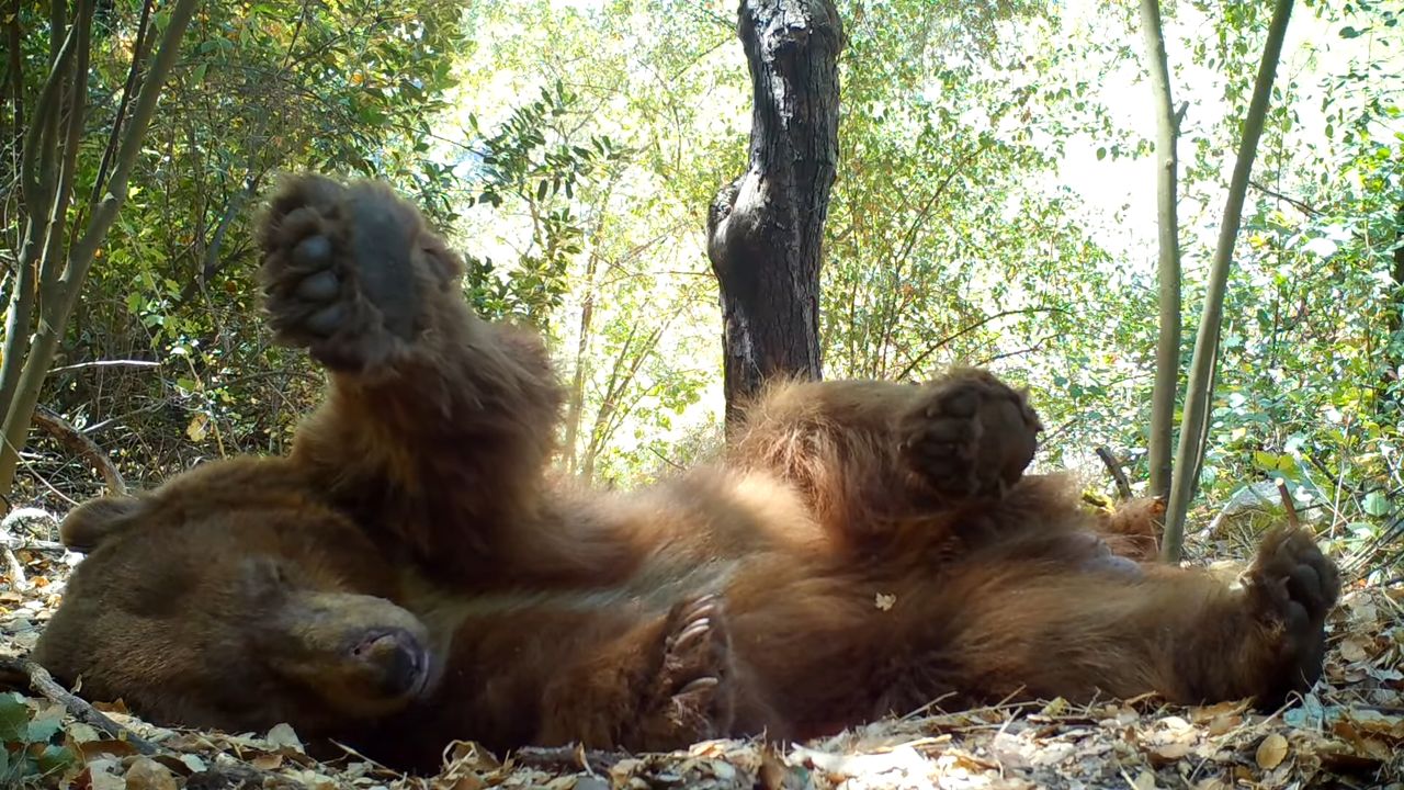 Stary niedźwiedź mocno śpi, czyli genialne nagranie z pułapki fotograficznej