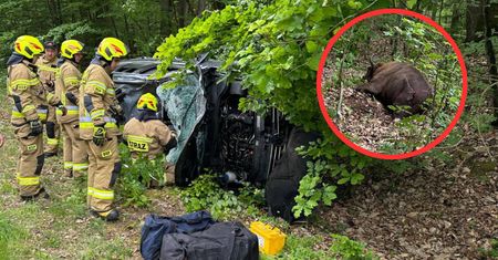 Dwie osoby w szpitalu. "Król puszczy" nagle pojawił się na drodze