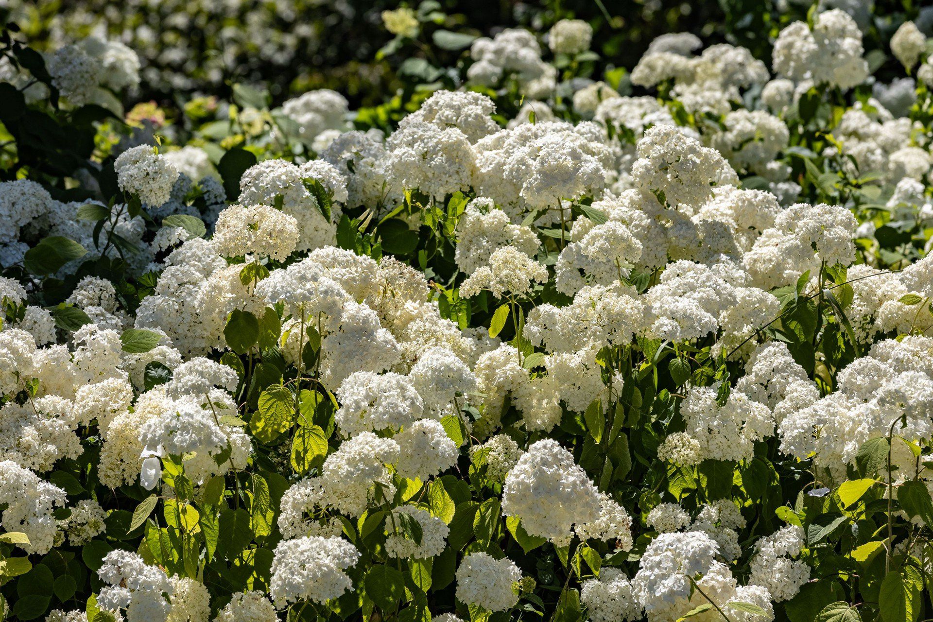 Hortensje w Ogrodzie Botanicznym Uniwersytetu Jagiellońskiego w Krakowie