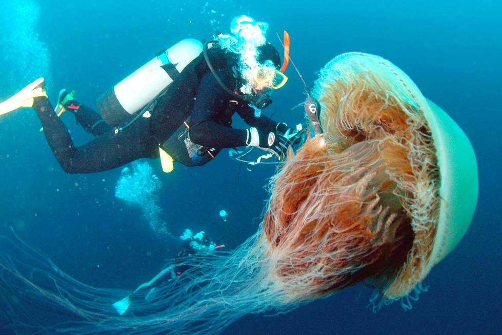Jak parzy meduza? Ten film wyjaśnia, dlaczego spotkanie z parzydełkami tak bardzo boli