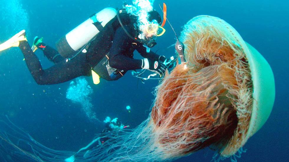 Jak parzy meduza? Ten film wyjaśnia, dlaczego spotkanie z parzydełkami tak bardzo boli 1