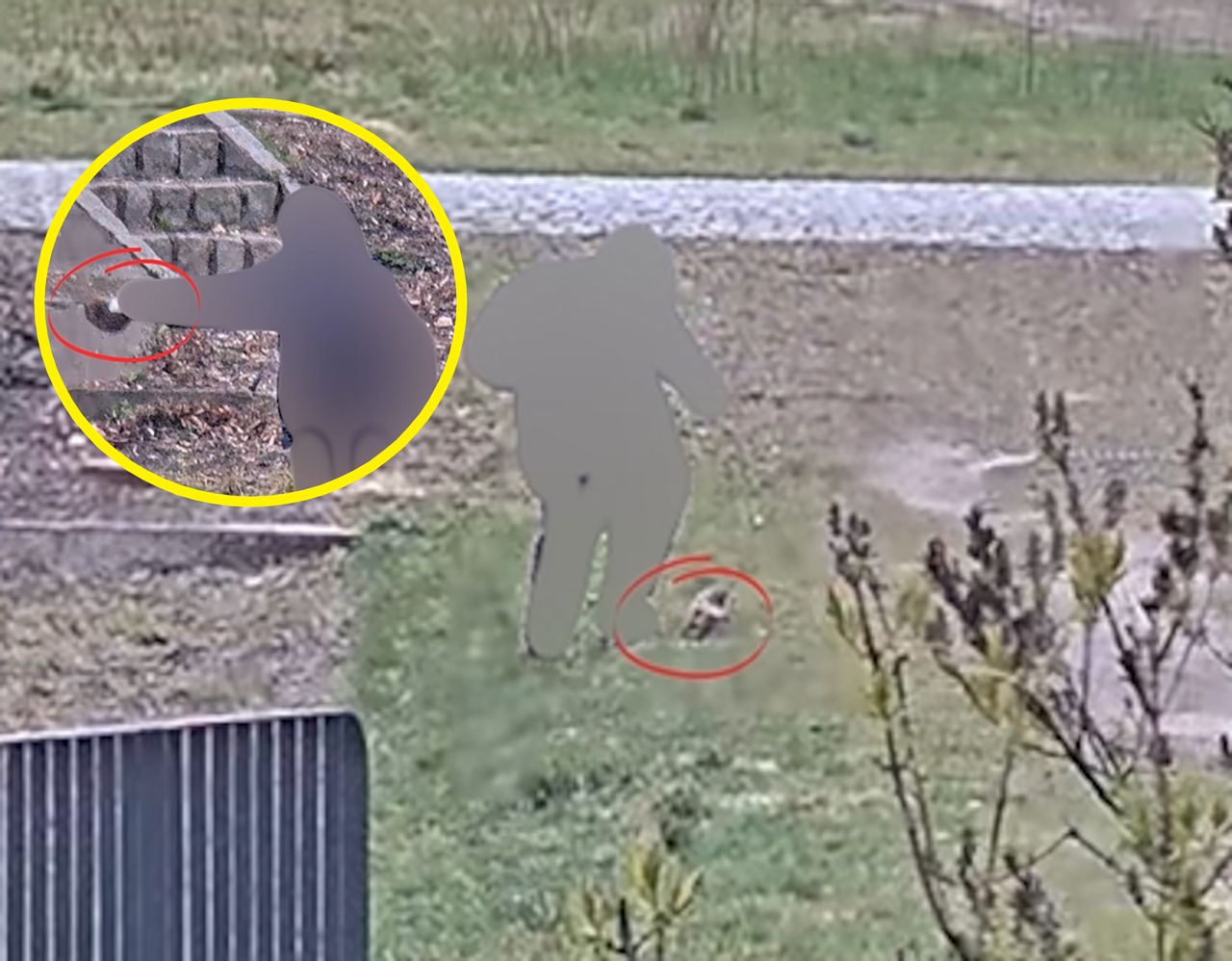 Chłopcy nagrani w parku. "Nikt nie zareagował". Zwierzę nie przeżyło