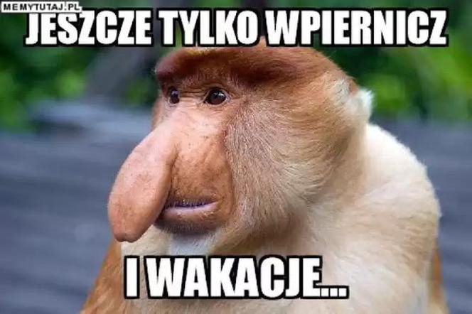 Memy z okazji zakończenia roku szkolnego