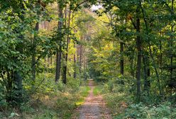 Pogoda. Wrocław. 5 października - ostatni taki dzień. W środę ochłodzenie i deszcz