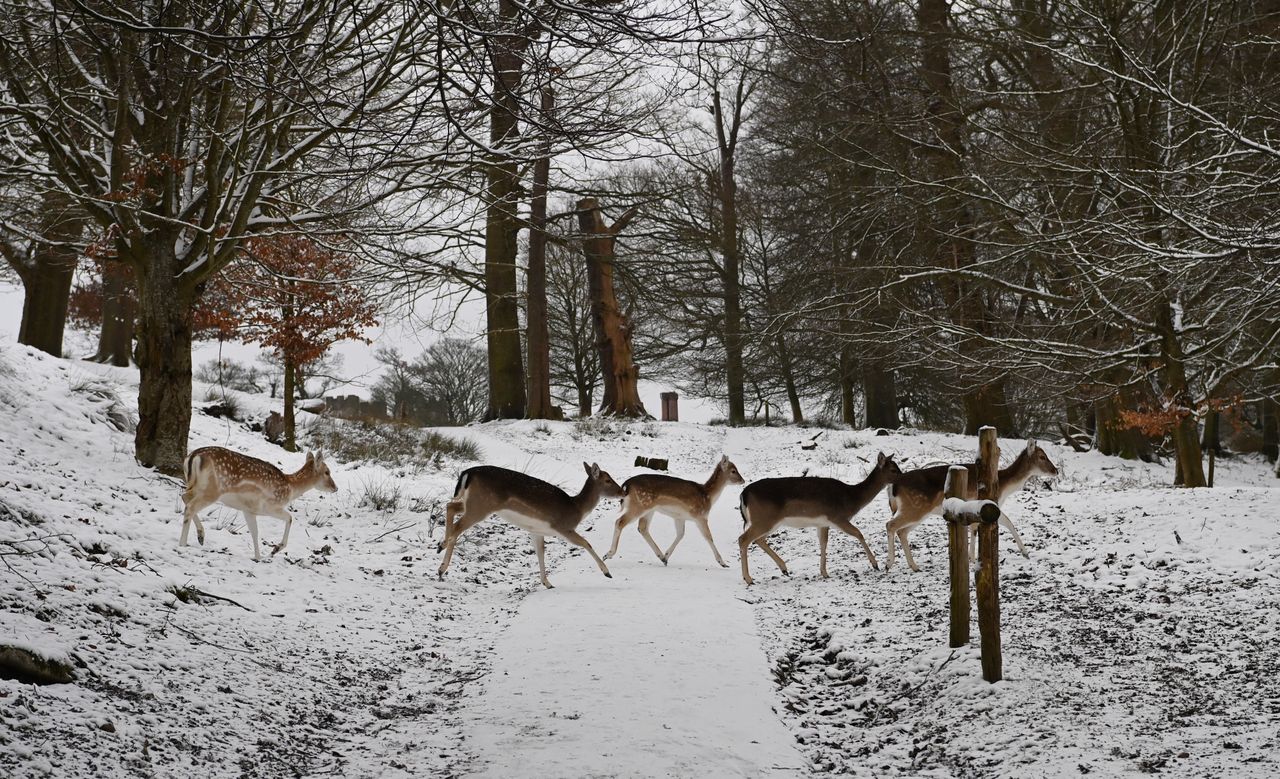 Przykład ifrejmów knightlabowych - proszę nie usuwać