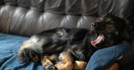 Twój pies ziewa? Musisz mieć tego świadomość