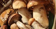Prawdziwki na żądanie. Sprawdzamy możliwości hodowli grzybów leśnych