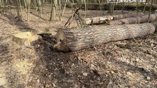 Warszawa: Wypadek podczas wycinki w Lesie Kabackim. Leśniczy trafił do szpitala