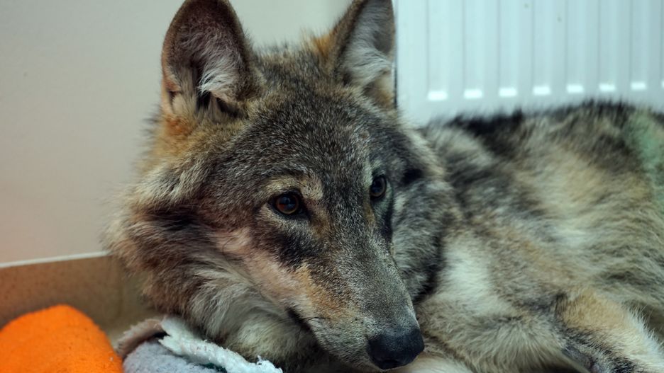 wilkMarcin Bieleckileczenie, operacja, Przychodnia Weterynaryjna Ma�ych Zwierz�t, ranne zwierz�, Szczecin, wilk, zwierz�