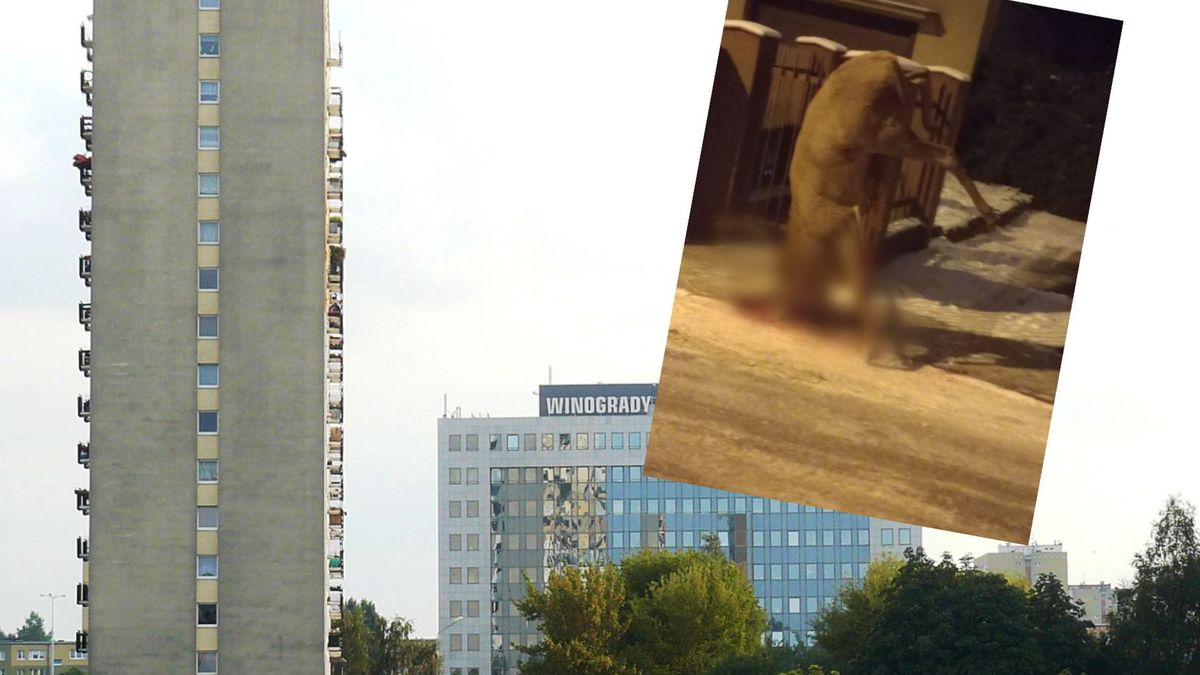 Jeleń zaczepił się o płot w Poznaniu