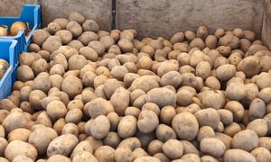 Załamanie na rynku ziemniaka. "Magazyny są zapchane"
