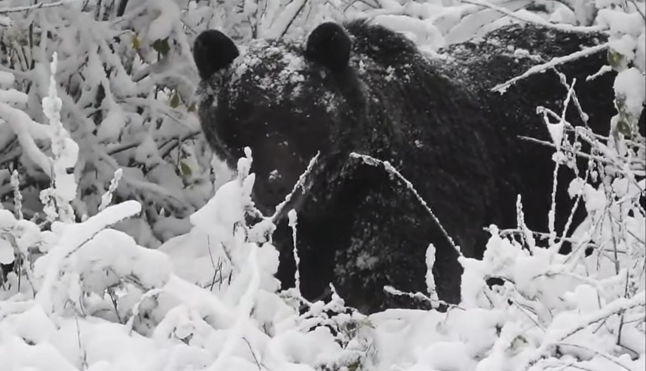 Leśnik nagrał go z bliska. Spójrzcie, co zrobił niedźwiedź