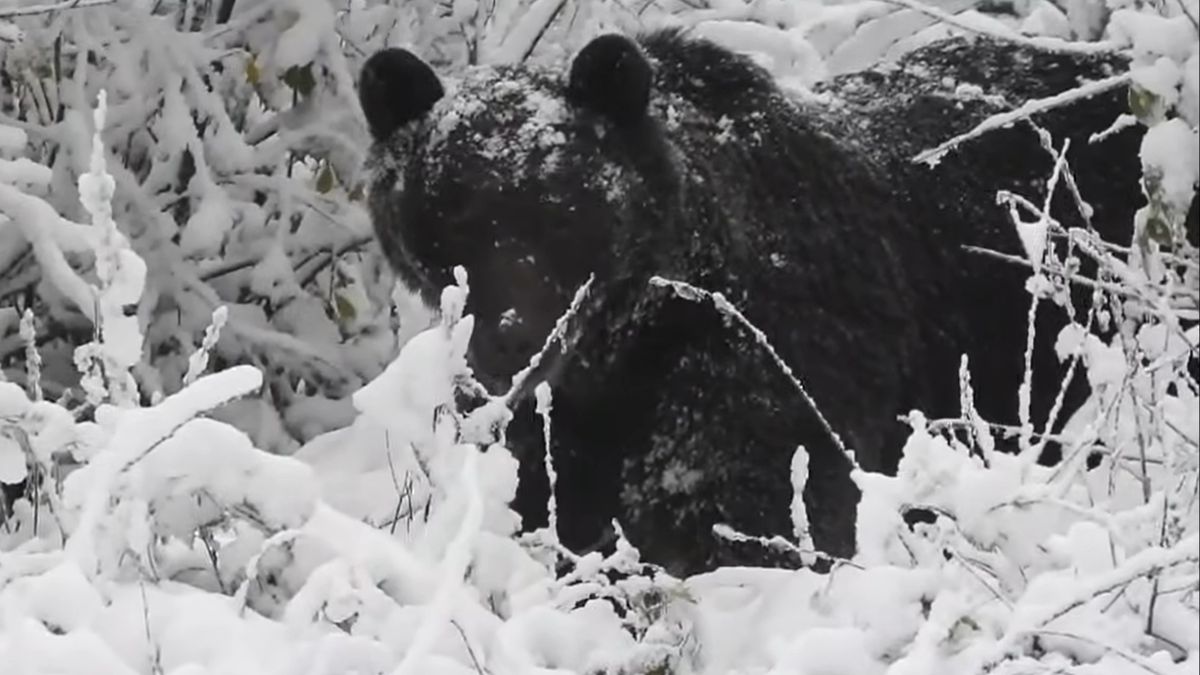 Leśnik nagrał niedźwiedzia.