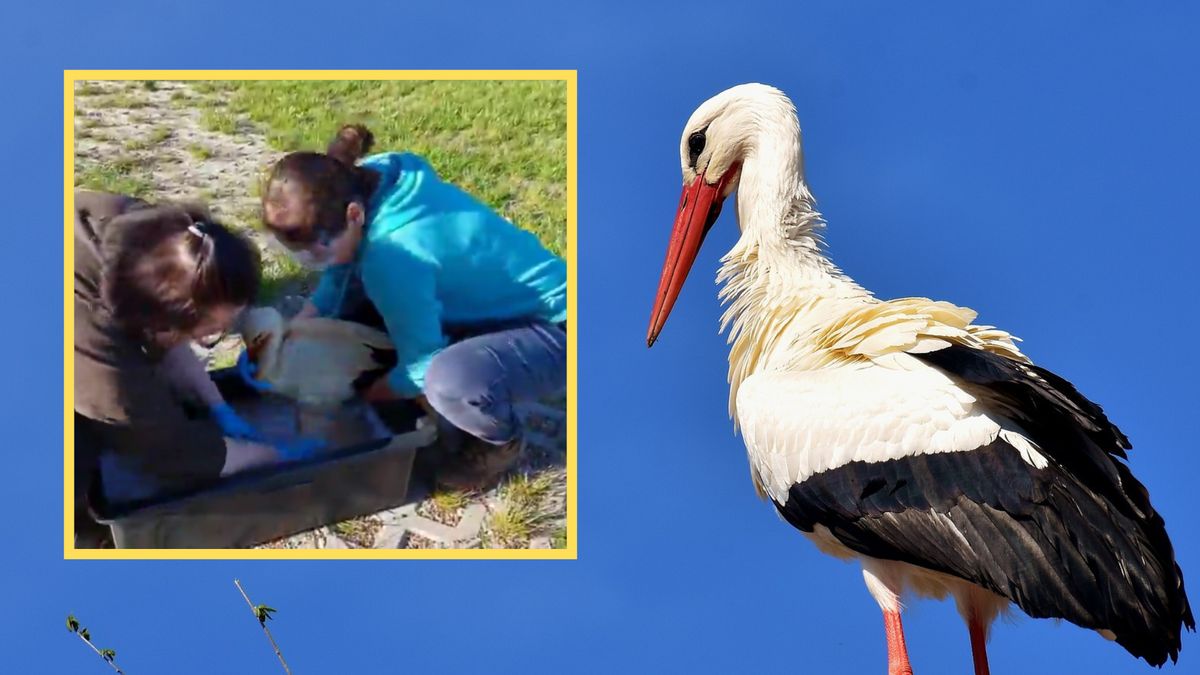 Ten bocian miał szczęście w nieszczęściu!