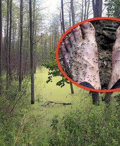 Koszmar na Syberii. "Arktyczne leśne piekło"