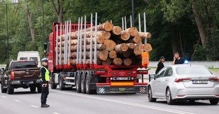 Lasy Państwowe pokazały, dokąd pojechało polskie drewno