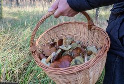 Grzyby w kwietniu. Janusz Piechociński mówi nam o swoim znalezisku