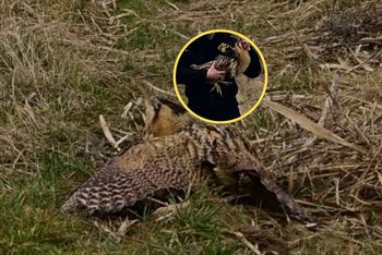 Bąk już na wolności. Pokazała go do kamery