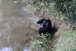 Wrocław. Krowa w Odrze. Zwierzę udało się uratować