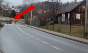 Sceny przy pasach. Było ich mnóstwo. Pół mln wyświetleń