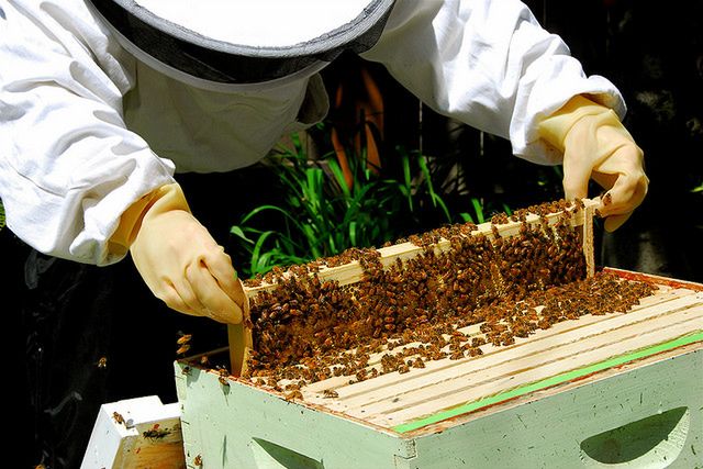 Pszczelarstwo w Polsce ma coraz lepsze wyniki