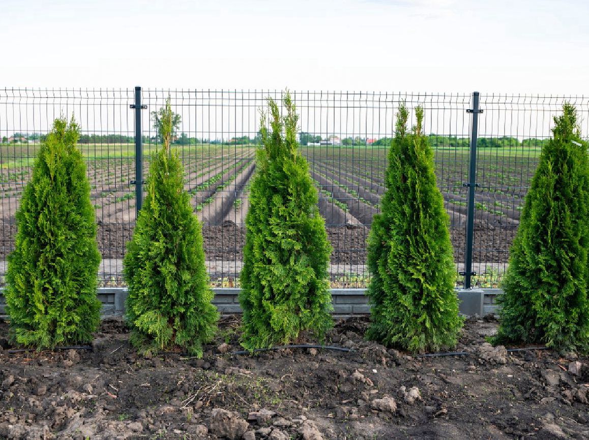 Co ile sadzić tuje? Wiele osób popełnia ten błąd