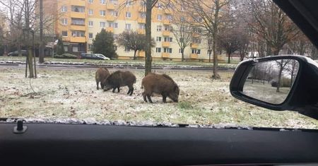 Lubuskie. Stada dzików czują się coraz pewniej w mieście
